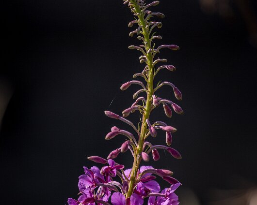 Wild-Flower-2015-08-13