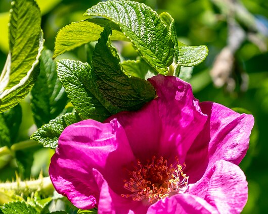 Wild-Flower-2018-06-22-1