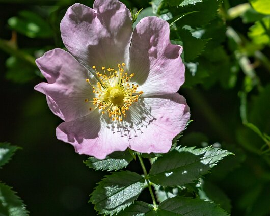 Wild-Flower-2018-06-22-2