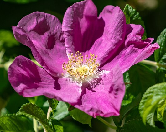 Wild-Flower-2018-06-22-3