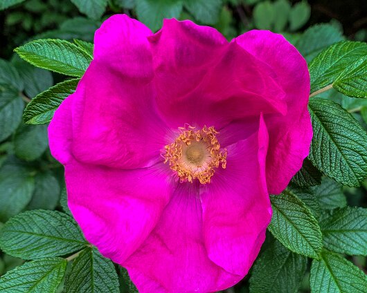 Wild-Flower-2020-07-01-1