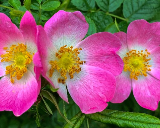 Wild-Flower-2020-07-01-2