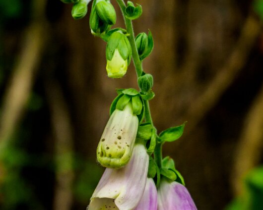 Wild-Flower-2020-07-09-1