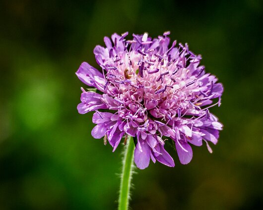 Wild-Flower-2020-07-09-2