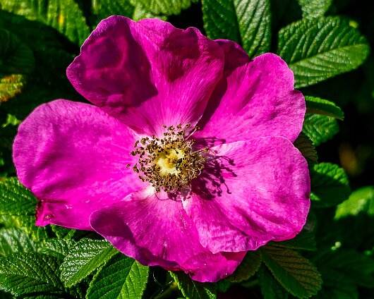 Wild-Flower-2020-08-24