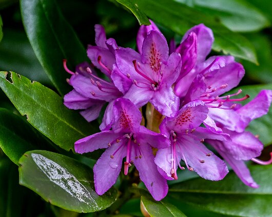 Wild-Flower-2021-05-13-1