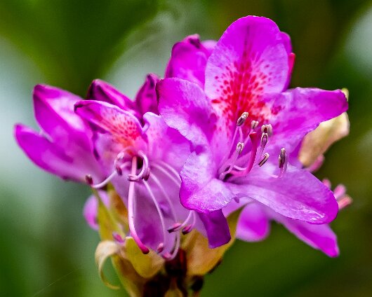 Wild-Flower-2021-05-13-2