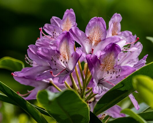 Wild-Flower-2021-06-15-1