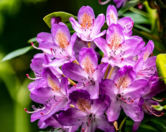 Wild-Flower-2021-06-15-2