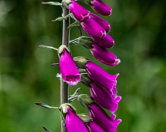 Wild-Flower-2021-06-15-3