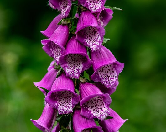 Wild-Flower-2021-06-15-4