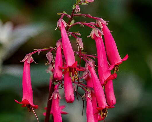 Wild-Flowers-2020-10-25