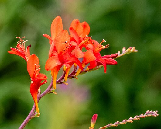 Wild-Flowers-2023-07-17-1