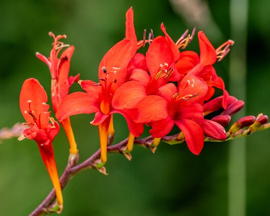 Wild-Flowers-2023-07-17-2