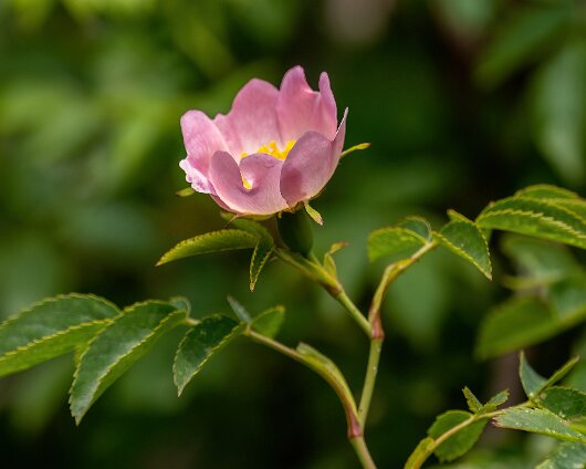 Wild-Flowers-2025-06-16