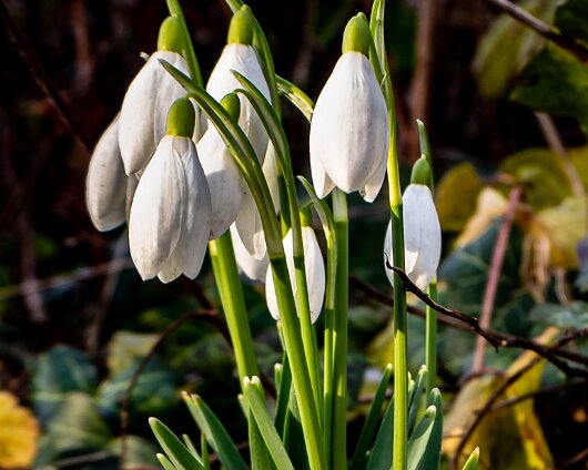 Snowdrops-2021-02-08