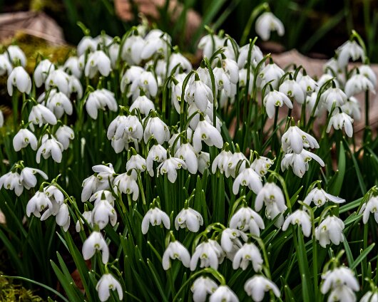 Snowdrops-2021-03-02-1