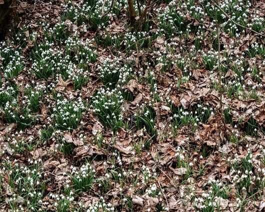 Snowdrops-2021-03-02-2