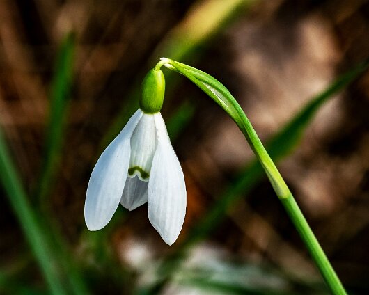 Snowdrops-2021-03-05