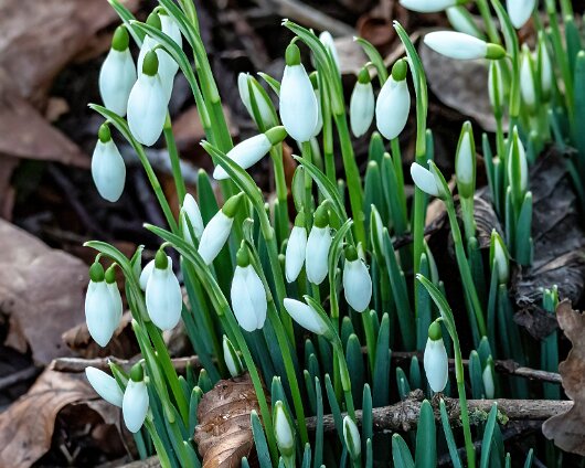 Snowdrops-2022-01-27-1