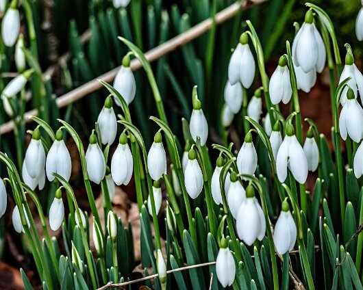 Snowdrops-2022-01-27-2