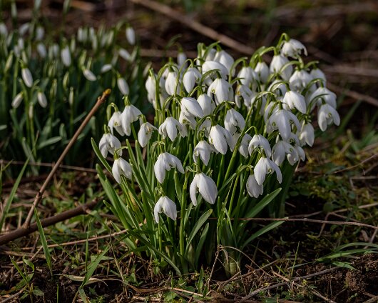 Snowdrops-2023-02-08-1