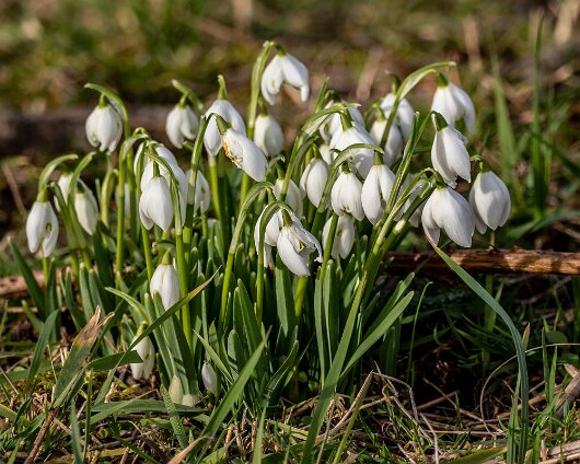 Snowdrops-2023-02-08-2