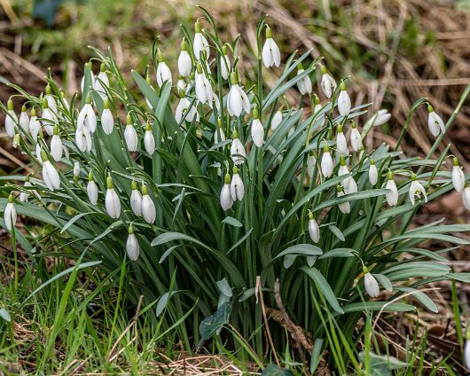 Snowdrops-2024-02-26