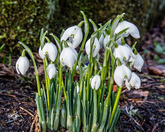 Snowdrops-2026-01-28-1