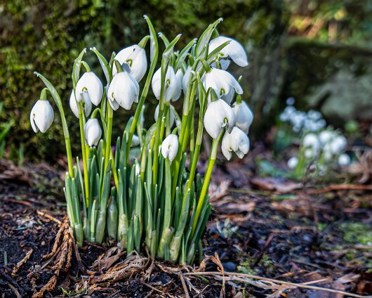Snowdrops-2026-01-28-2