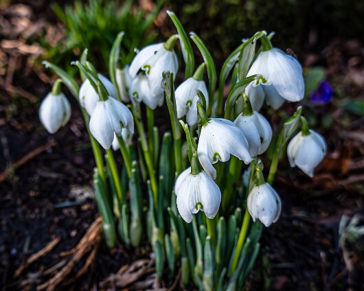 Snowdrops-2026-01-28-3