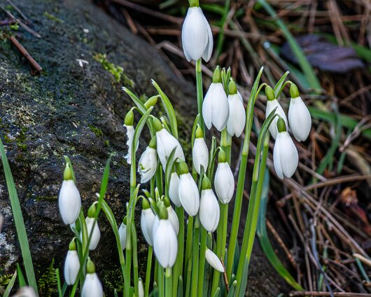 Snowdrops-2026-02-01-1