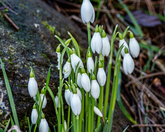 Snowdrops-2026-02-01-2