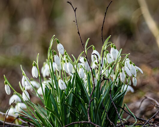 Snowdrops-2026-02-23-1