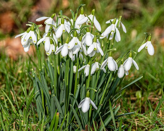Snowdrops-2026-02-23-2