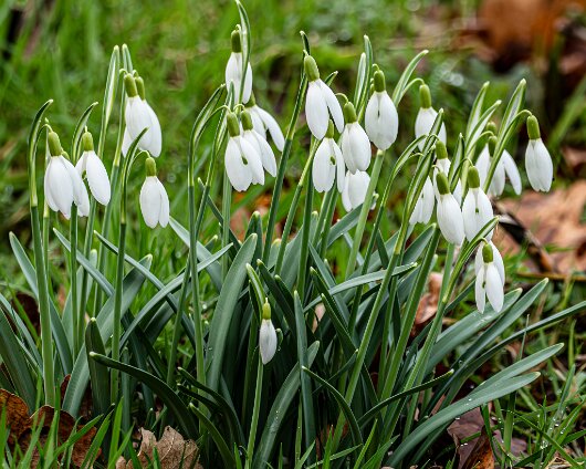 Snowdrops-2026-02-23-3