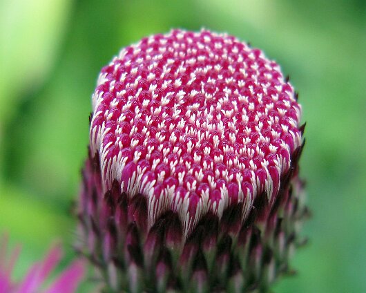 Thistle-2013-06-21
