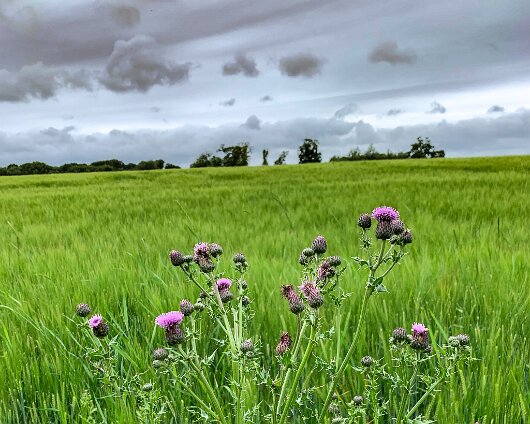 Thistle-2020-07-01-1