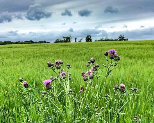 Thistle-2020-07-01-2
