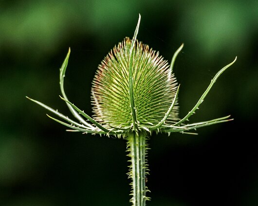 Thistle-2020-07-15