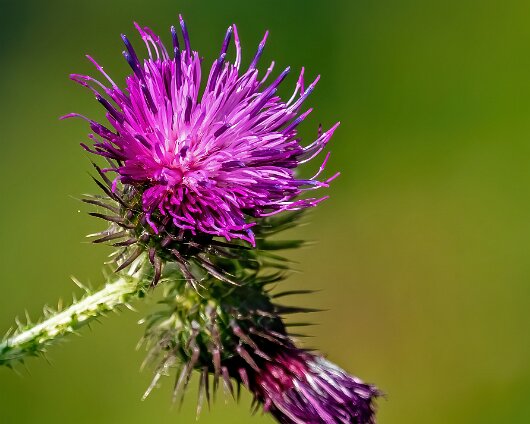 Thistle-2022-08-08