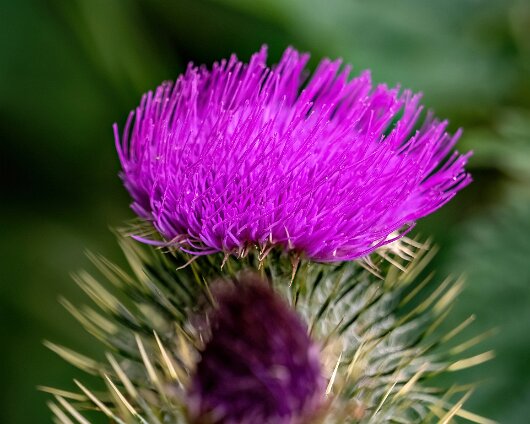 Thistle-2023-07-25