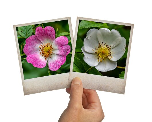 1-Wild-Flowers-11