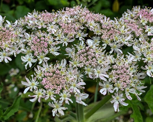 Wild-Flowers-2020-07-01