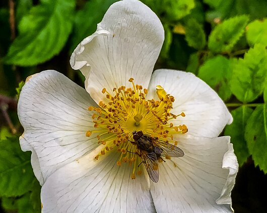 Wild-Flowers-2021-07-06