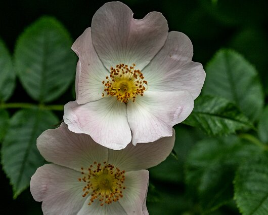 Wild-Flowers-2022-06-23