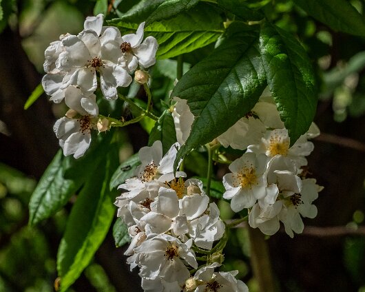 Wild-Flowers-2022-06-25-1