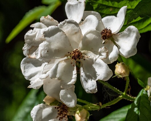 Wild-Flowers-2022-06-25-2