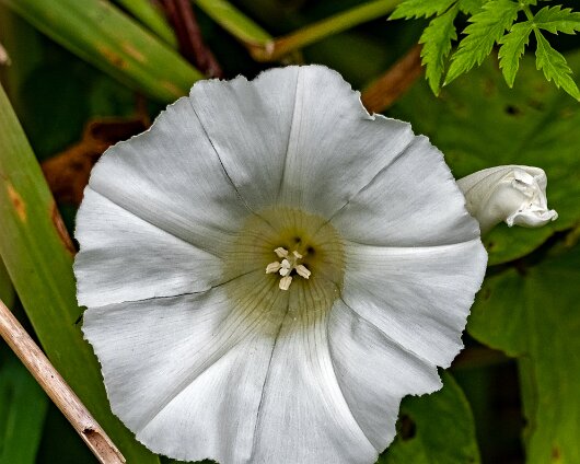 Wild-Flowers-2022-07-12