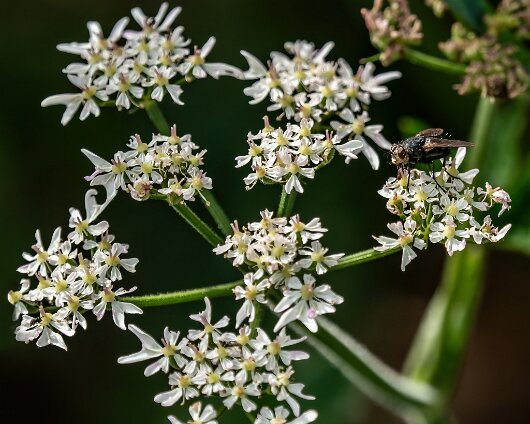 Wild-Flowers-2022-08-08